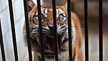 Několik zvířat z pražské zoo kvůli povodni našlo azyl v olomocké zoo na Svatém Kopečku - tygřice sumaterská