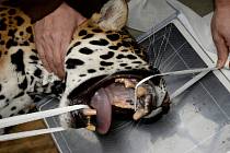 Zubní anabáze jaguáří samice v olomoucké zoo