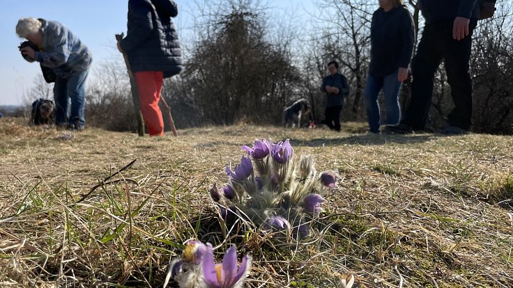 Populace chráněného koniklece u Strejčkova lomu láká zástupy lidí, 26. března 2022