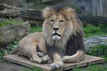 Samec lva berberského Šimon v olomoucké zoo