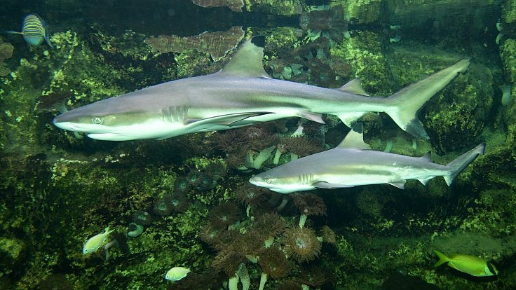Zoo Olomouc získala dalšího žraloka černoploutvého
