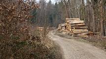 Těžba dřeva podél žluté turistické trasy z Pohodlí do Seče na Prostějovsku - konec března 2020