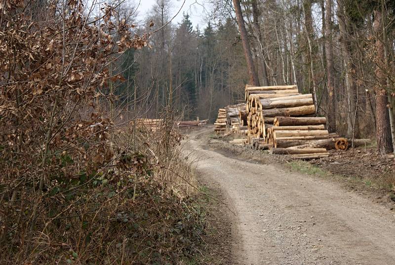 Těžba dřeva podél žluté turistické trasy z Pohodlí do Seče na Prostějovsku - konec března 2020