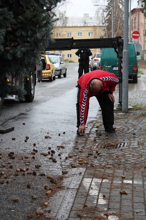 Kácení, převoz a stavění olomouckého vánočního stromu – 16. 11. 2014