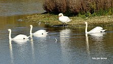 Na rybníku nedaleko Majetína se usadily labutě.