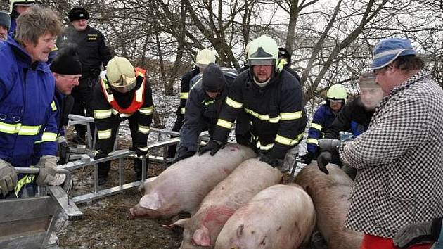 Hasiči hlídají prasata z kamionu, kterému u Zlaté křepelky na Olomoucku hořela pneumatika 