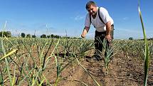 V Blatci chystají samosběr česneku. Počasí plodině přálo a před sklizní vypadá velmi dobře, ukazuje farmář Leon Vlček, 7. června 2022