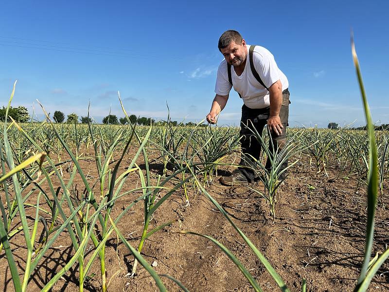 V Blatci chystají samosběr česneku. Počasí plodině přálo a před sklizní vypadá velmi dobře, ukazuje farmář Leon Vlček, 7. června 2022