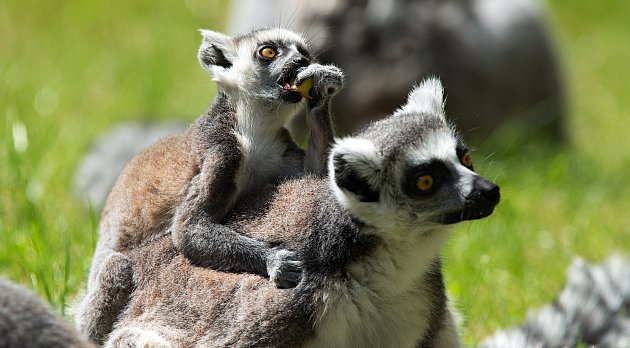 Mláďata u lemurů kata v olomoucké zoo.