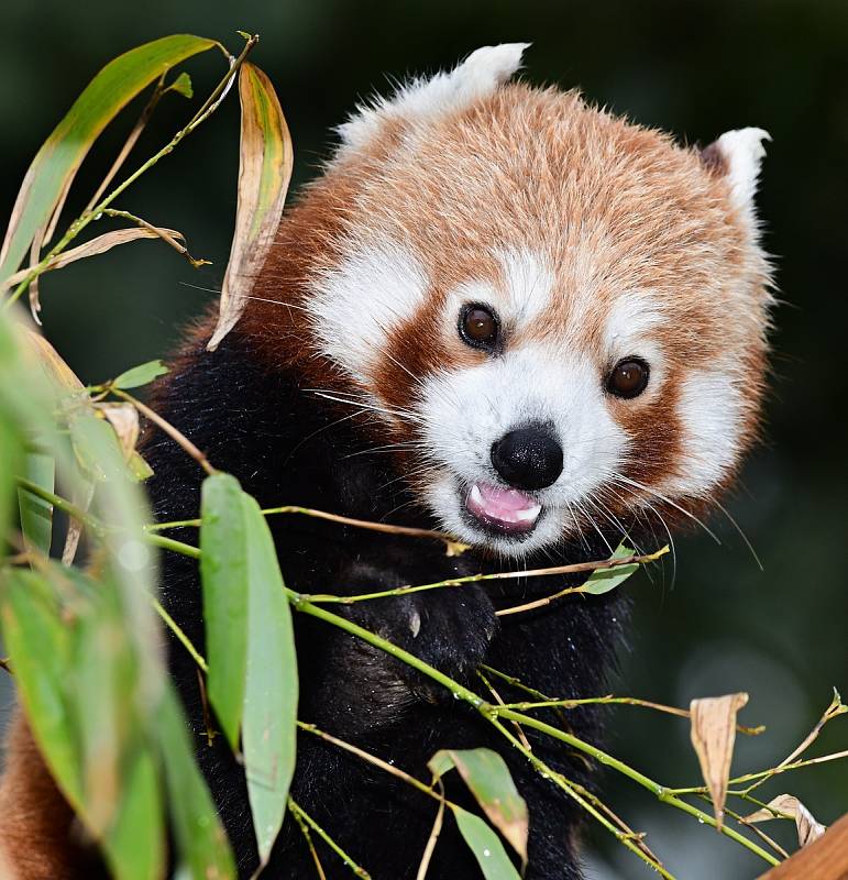 Zoo Olomouc se rozrostla o pandy červené.