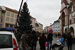 Kácení, převoz a stavění olomouckého vánočního stromu – 16. 11. 2014