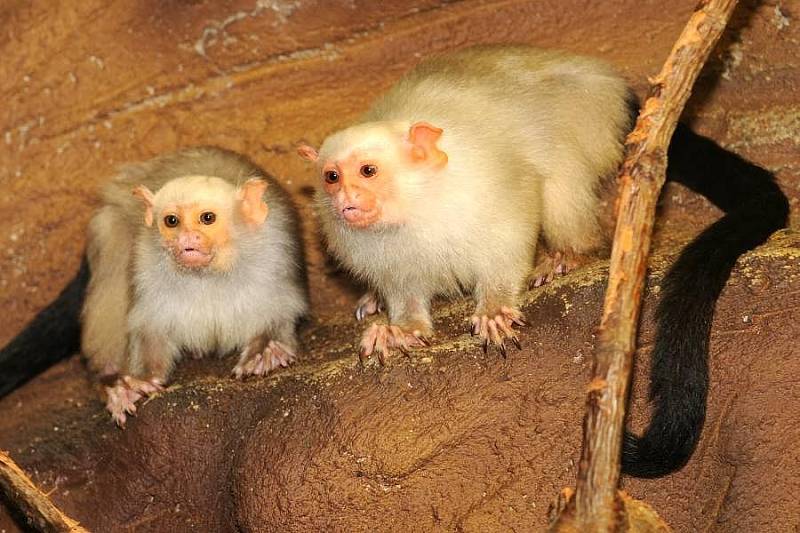 Kosmani stříbřití v olomoucké zoo