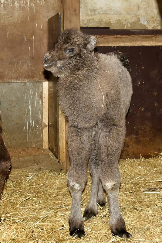 V olomoucké zoo na Sv. Kopečku se narodilo mládě velblouda dvouhrbého.