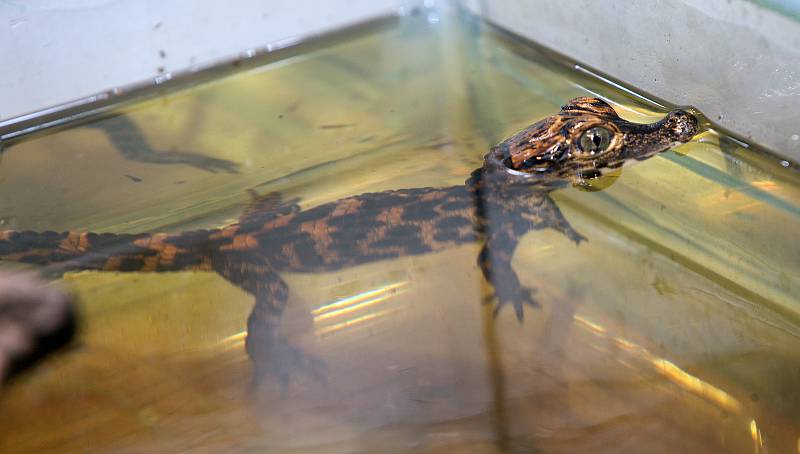 Mládě krokodýla čelnatého v olomoucké zoo