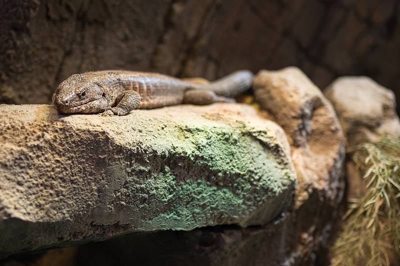 Hezké počasí a bezpočet čerstvě narozených mláďat jsou výzvou k procházce po zoo.