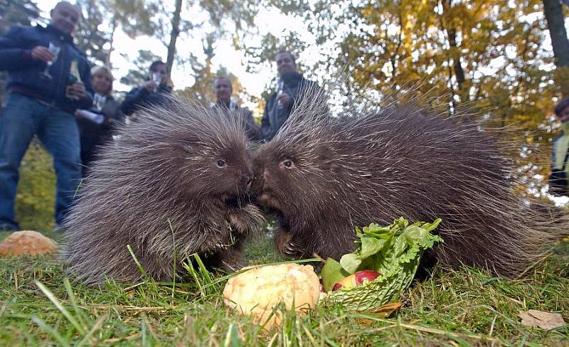 Křtiny urzona kanadského v olomoucké zoo