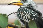 Výstava cizokrajného ptactva Exota na olomouckém výstavišti