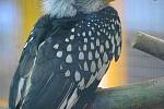 Výstava cizokrajného ptactva Exota na olomouckém výstavišti