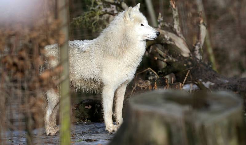 Uzavřená Zoo Olomouc na začátku února 2021