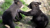 Medvíďata baribalů skotačí ve výběhu olomoucké zoo