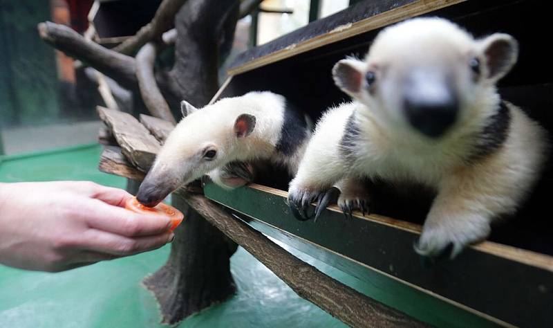 Krmení mravenečníka čtyřprstého v olomoucké zoo