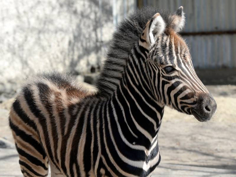 Mládě zebry Chapmanovy v olomoucké zoo na Svatém Kopečku