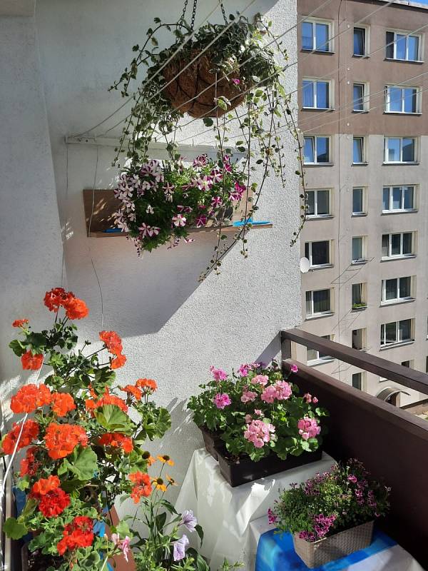 Balkon v květu.