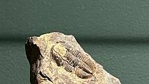 Trilobit Archegonus moravicus, Opatovice, sbírky Vlastivědného muzea v Olomouci.