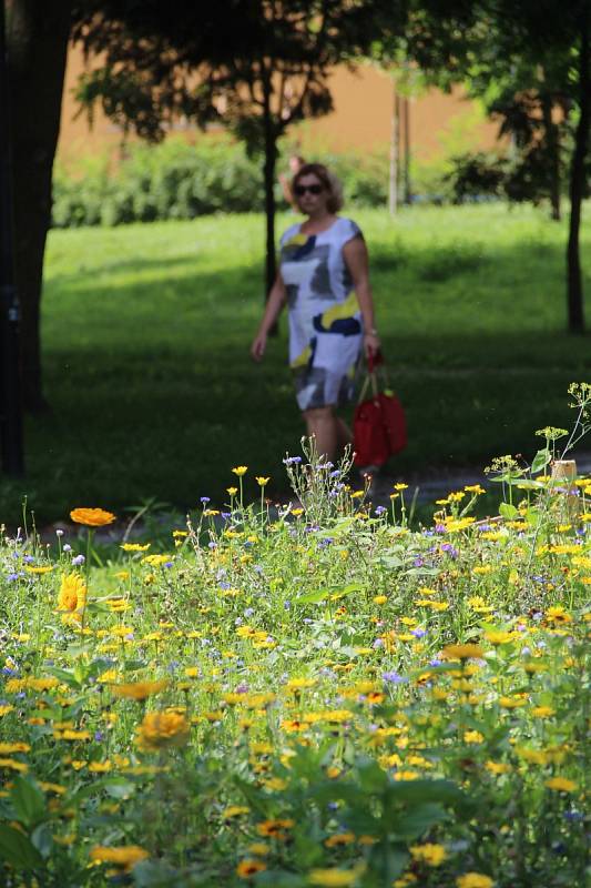 Letničkové záhony v Olomouci