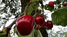 V alejích podél cest dozrávají první letošní třešně. Červenými plody obsypané stromy najdou milovníci tohoto ovoce například u Bohuňovic, 12. června 2023