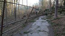 Následky vichru z 10. na 11. 3. 2019 v olomoucké zoo. Výběh kozorožců sibiřských