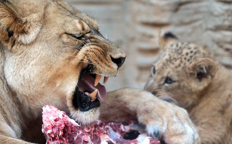 Jubilejní dvacáté lvíče lva berberského odchované v olomoucké zoo.