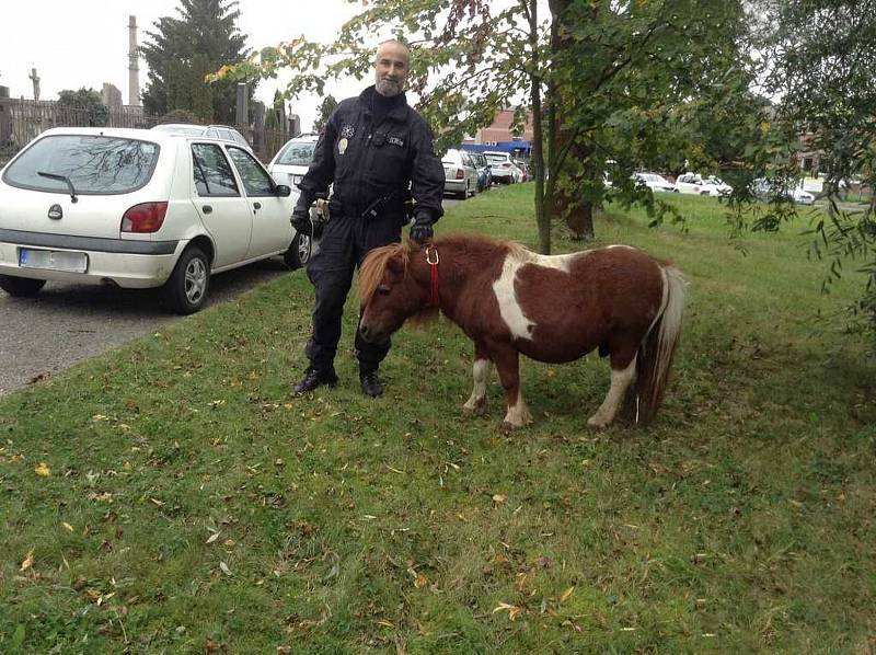 Strážníci odchytili poníka, který pobíhal v ulici Na Vlčinci.