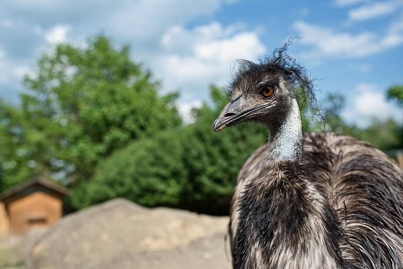 Hezké počasí a bezpočet čerstvě narozených mláďat jsou výzvou k procházce po zoo.