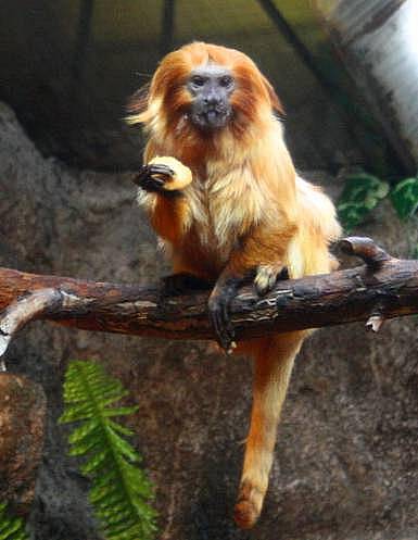 Lvíček zlatý v olomoucké zoo