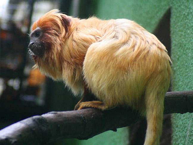 Lvíček zlatý v olomoucké zoo