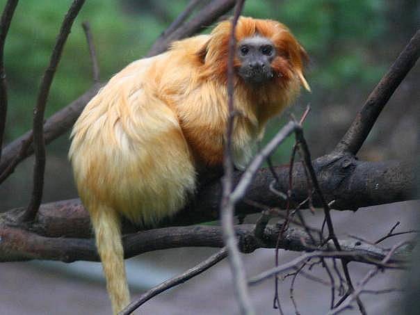 Lvíček zlatý v olomoucké zoo