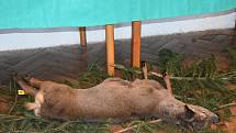 Myslivci na sobotním honu v okolí Senice na Hané ulovili 96 zajíců. Honu se zúčastnilo přes 60 střelců