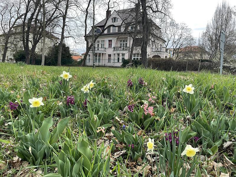 Olomoucké parky krášlí ornamenty kvetoucích cibulovin, 5. dubna 2022