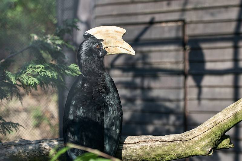 Hezké počasí a bezpočet čerstvě narozených mláďat jsou výzvou k procházce po zoo.