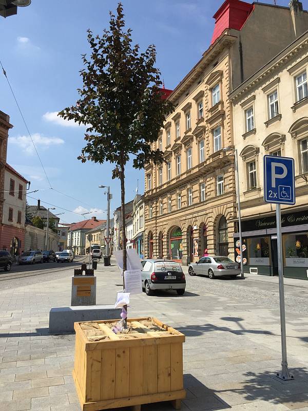 Hnutí spOLečně umístilo ve čtvrtek strom na Horní náměstí, na Žižkovo náměstí a v ulici 1. máje vedle hotelu Palác. Tento týden vysadilo stromy i na Masarykově třídě a u kapličky na Nových Sadech.Foto: Deník/Ondřej Dluhí