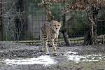 Uzavřená Zoo Olomouc na začátku února 2021