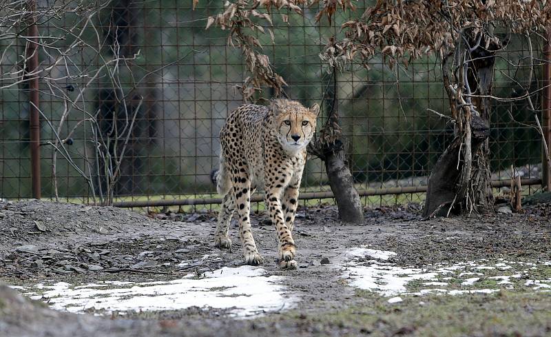 Uzavřená Zoo Olomouc na začátku února 2021