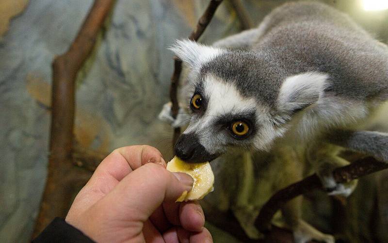 Krmení lemurů v olomoucké zoo