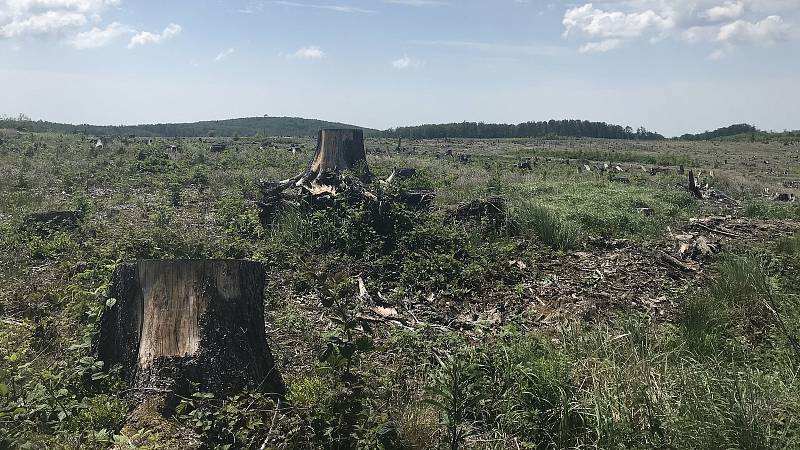 Kozlov, vojenský újezd, pramen Odry, 13.6.2020