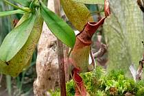 Masožravá rostlina Láčkovka stydlivá ve sbírkových sklenících Výstaviště Flora Olomouc