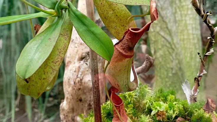 Masožravá rostlina Láčkovka stydlivá ve sbírkových sklenících Výstaviště Flora Olomouc