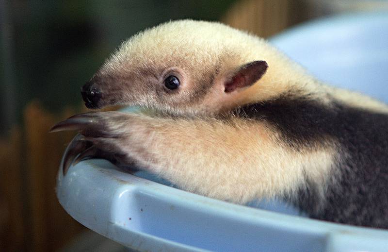 Mládě mravenečníka čtyřprstého v olomoucké zoo