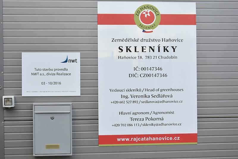 Pěstování oceňovaných cherry rajčat Angelle v Haňovicích na Olomoucku, 18. 3. 2021