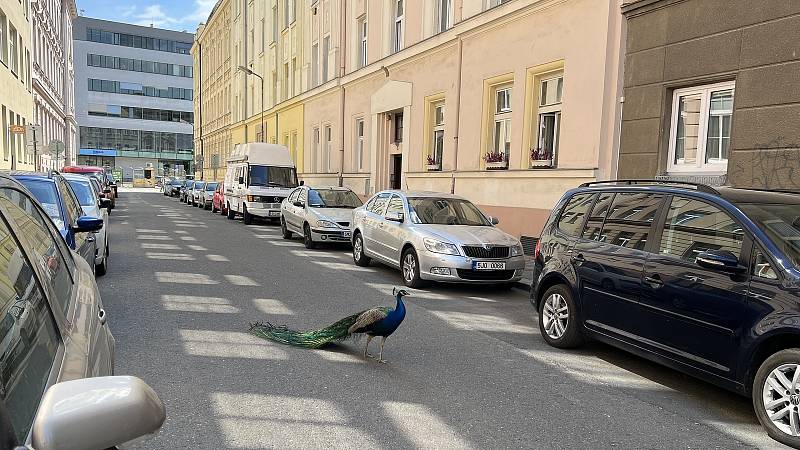 Páv korunkatý vyráží z parku na potulky do centra Olomouce, kde budí rozruch, 14. května 2022